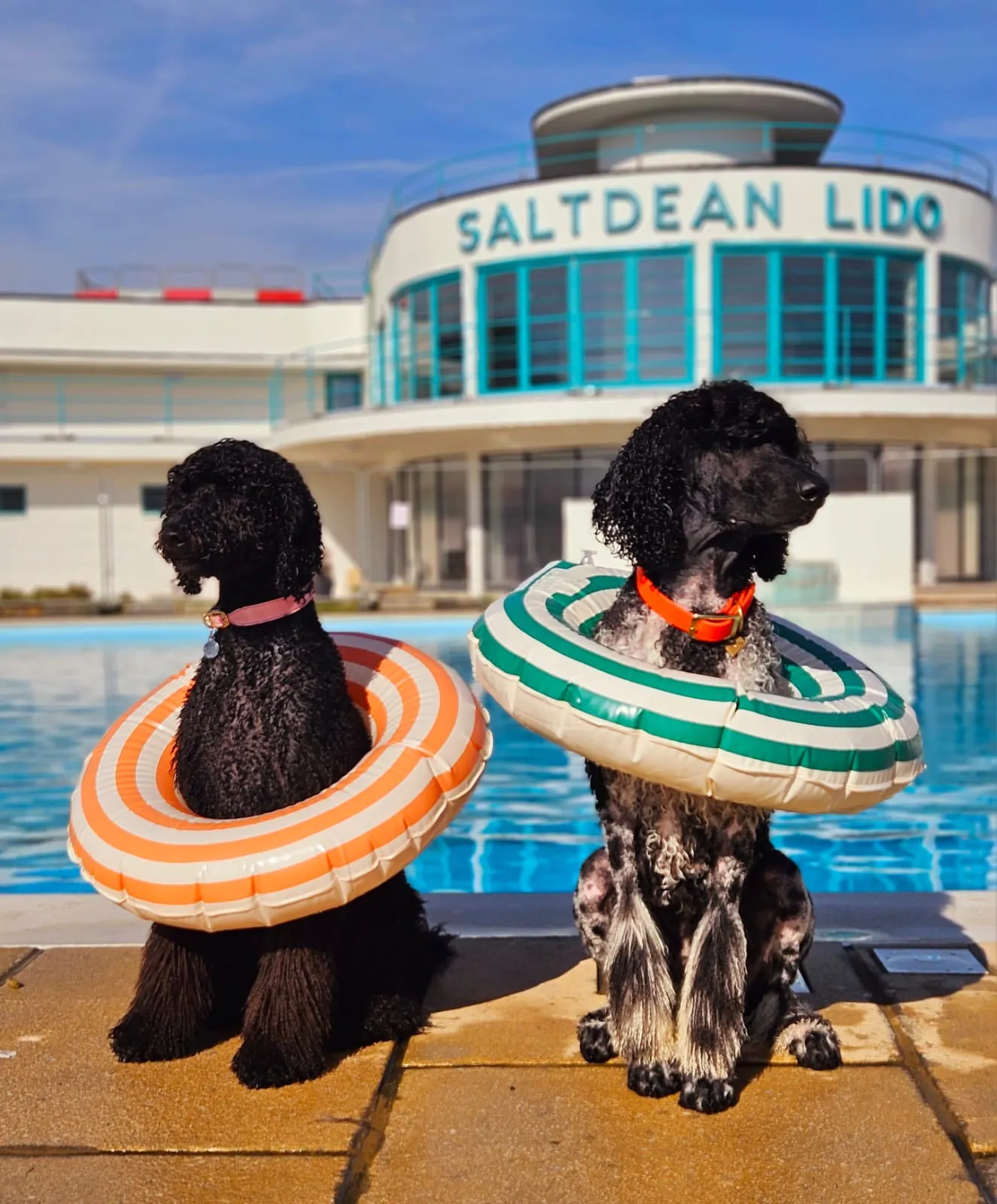 Two happy dogs at Saltdean Lido wearing rubber rings
