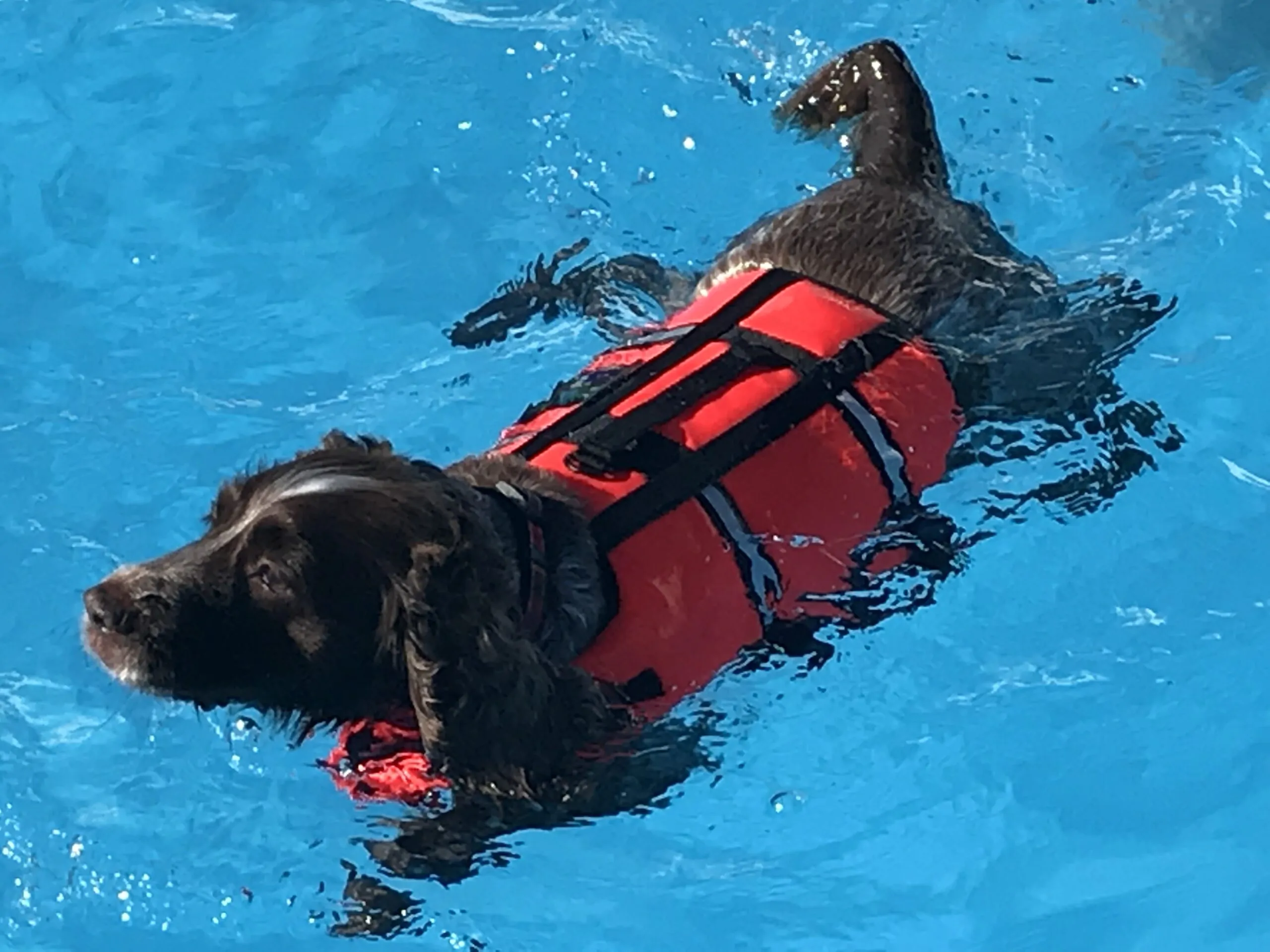 A happy dog swimming with a float