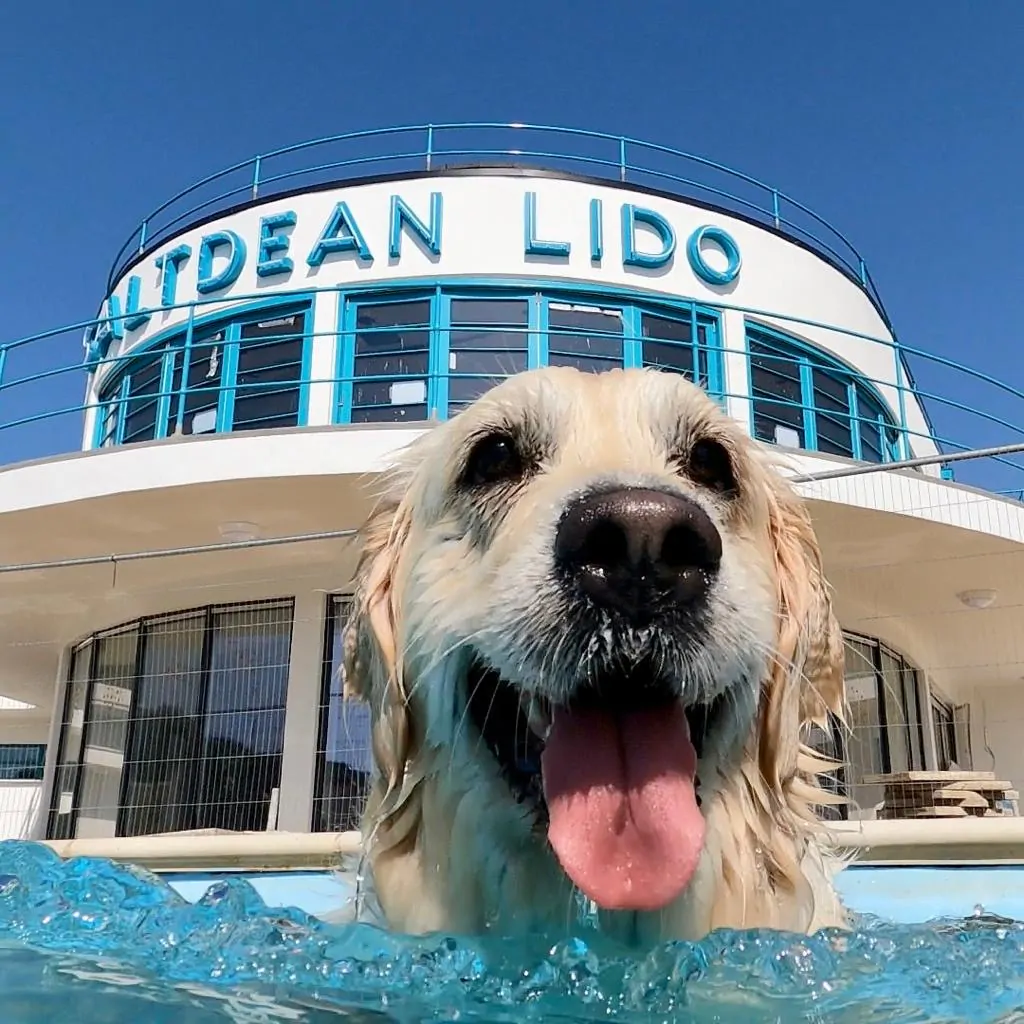 A happy Golden Retriever swimming at Saltdean Lido
