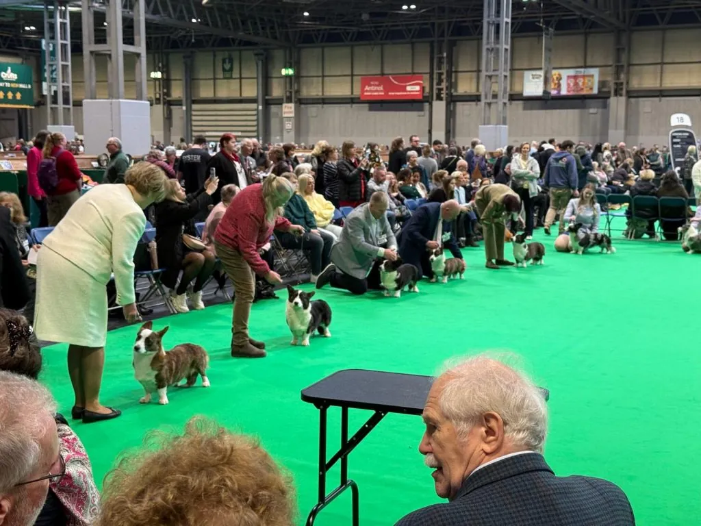 A line of Cardigan Welsh Corgis being shown by their handlers in a judging ring on green carpet at a large indoor dog show