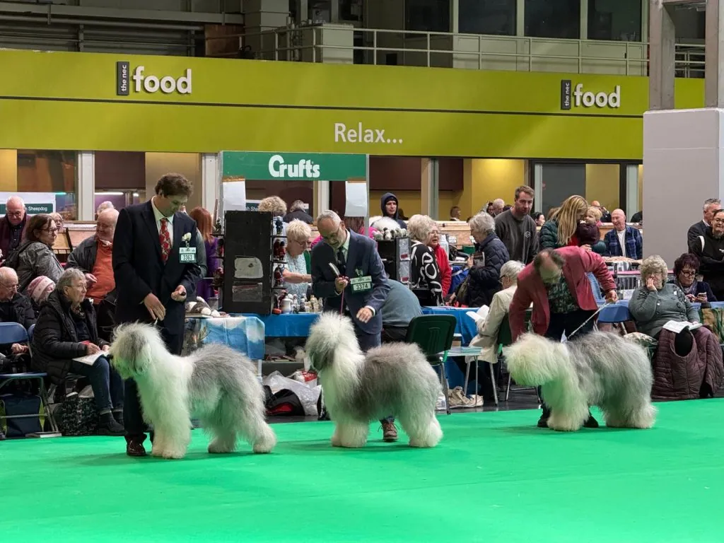 Old English Sheepdogs and their handlers during a breed judging session at Crufts.