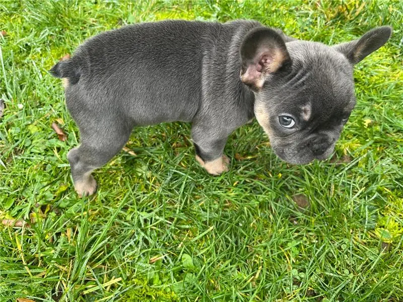 Freya the Frenchie on the lawn