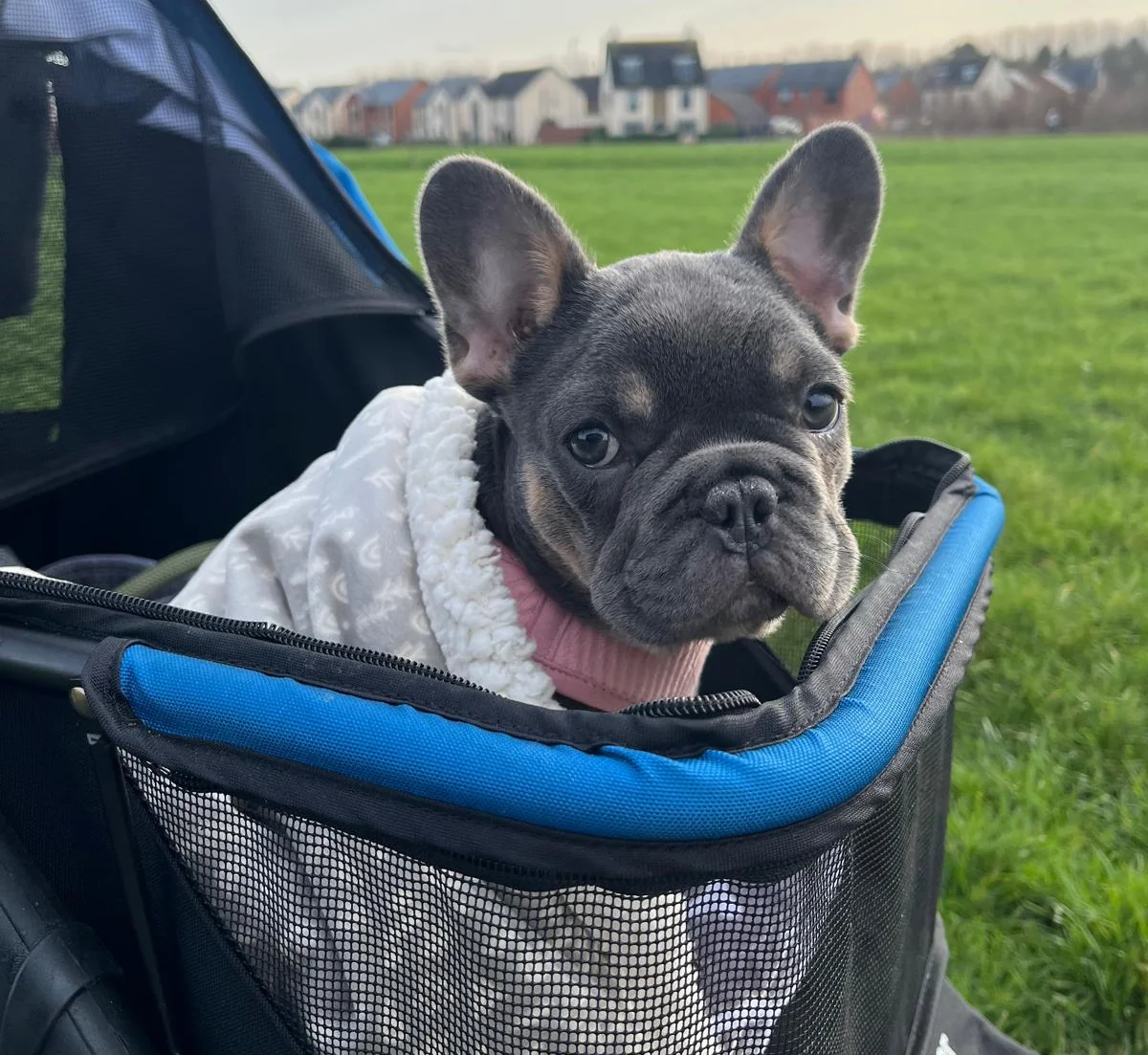 Freya the Frenchie in her stroller