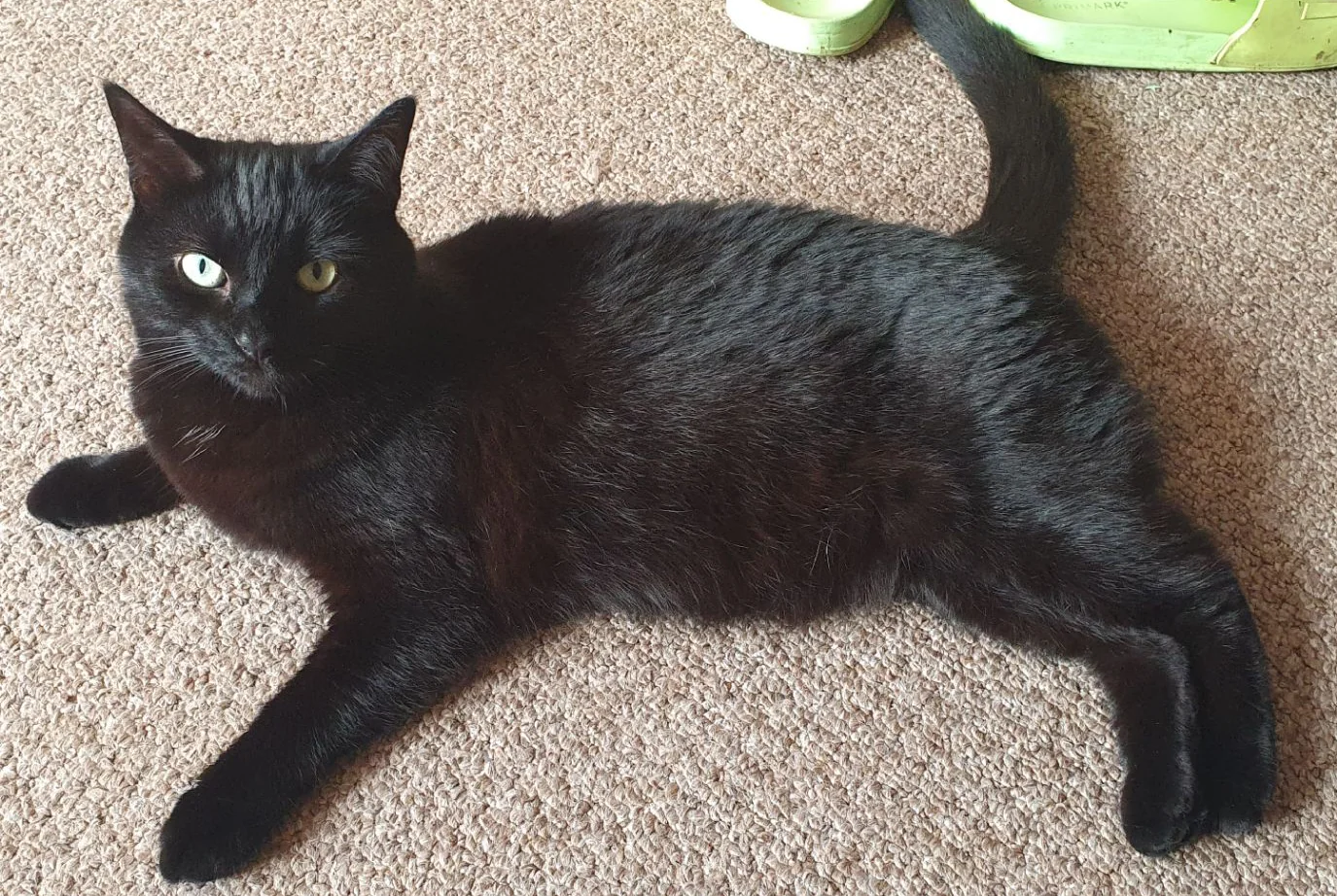 Michael Lyne's black cat, Angel