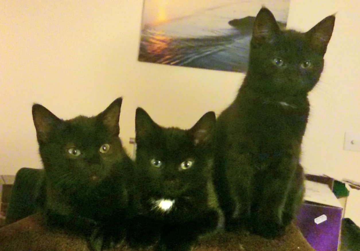 Three black cats - Lilo, Patch and Angel