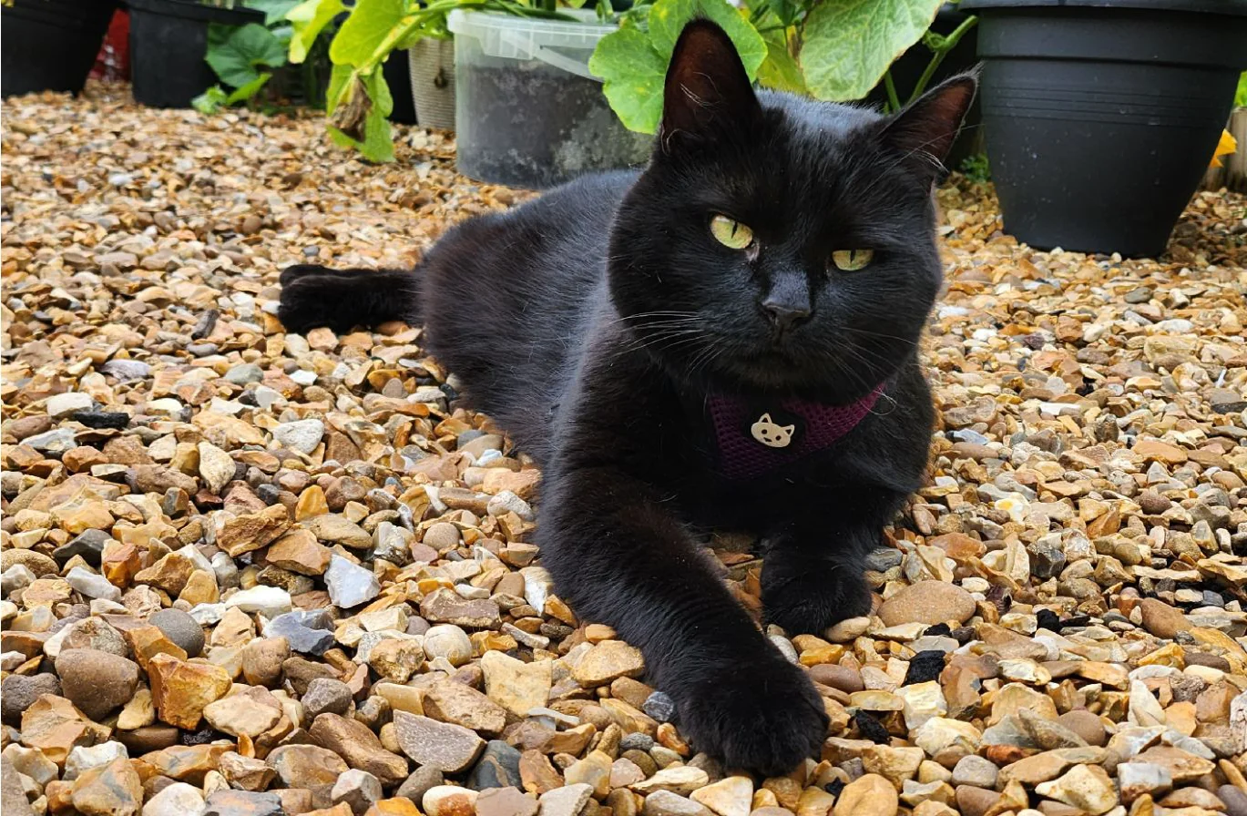 Michael Lyne's black cat, Lilo