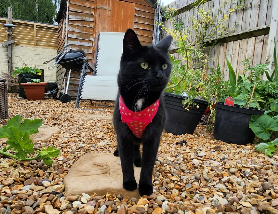 Michael Lyne's black cat Patch