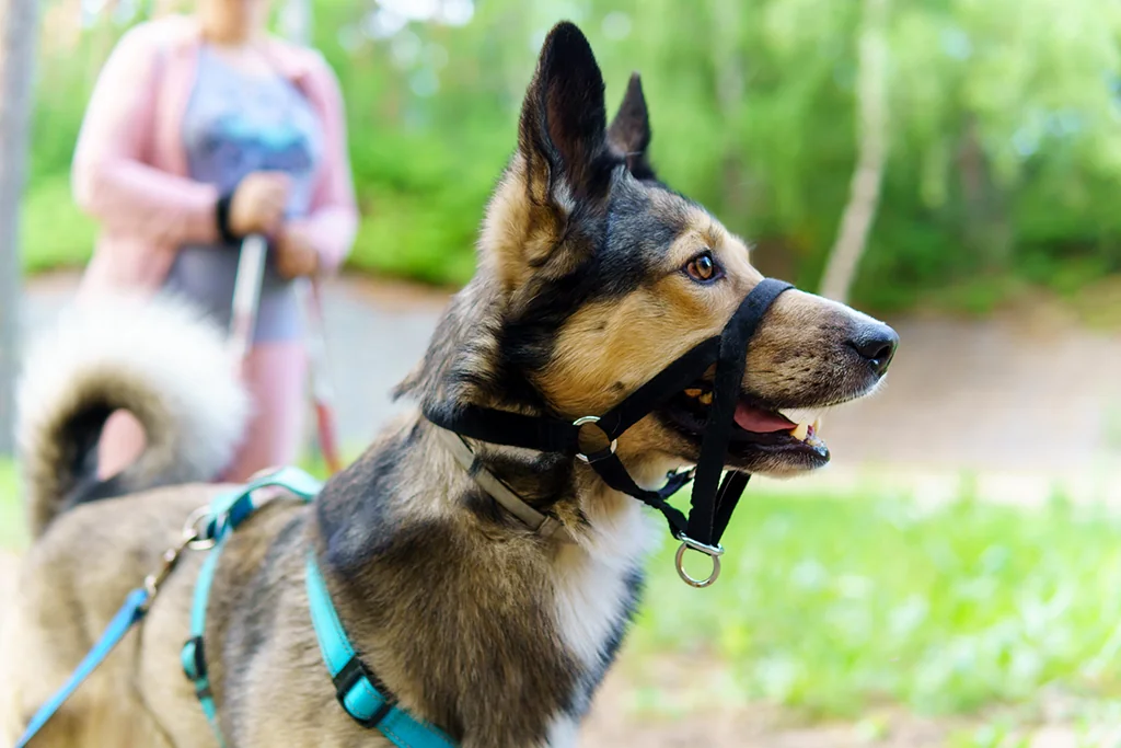 Mixed-breed dog wearing a head-halter