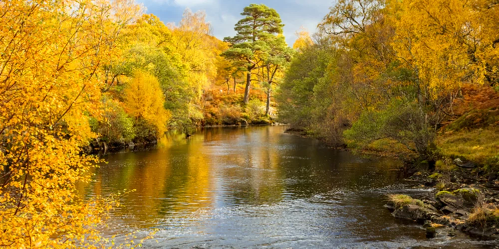 Golden trees at River Garry, Pitlochry