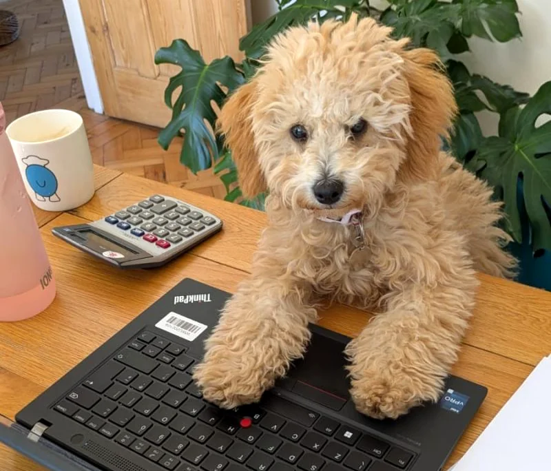 Petgevity dog working hard