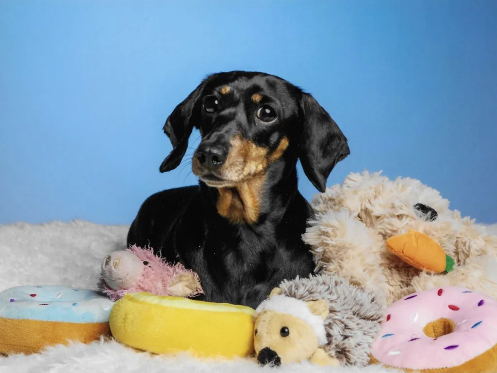 Rosie the Dachshund