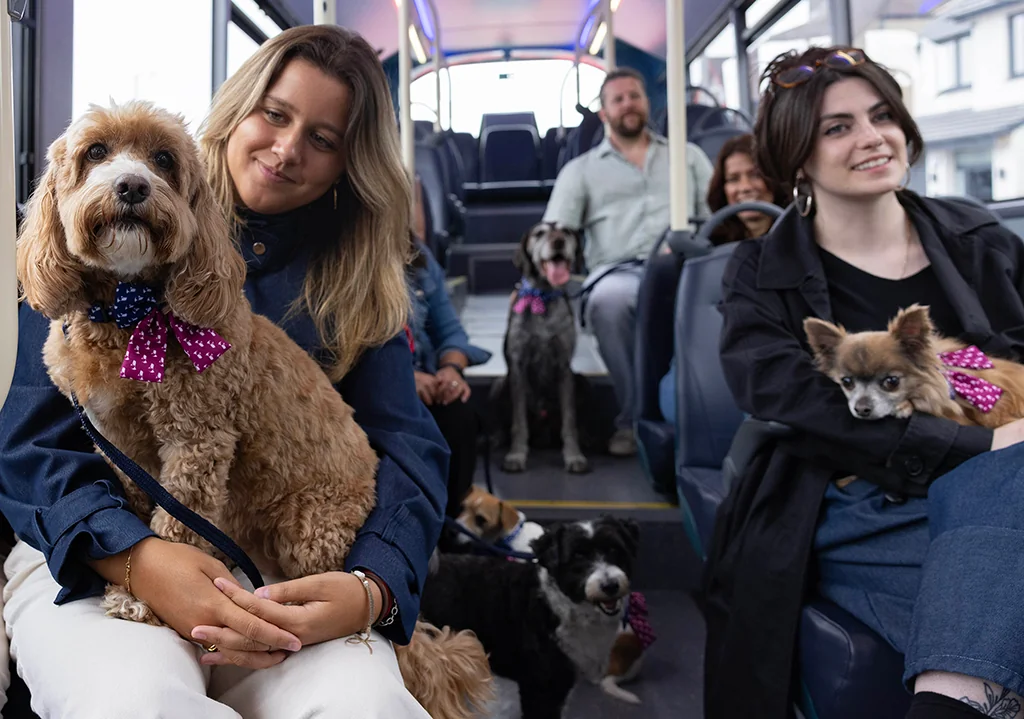 A crew of senior dogs wearing stylish bow ties, with their humans, on a bus