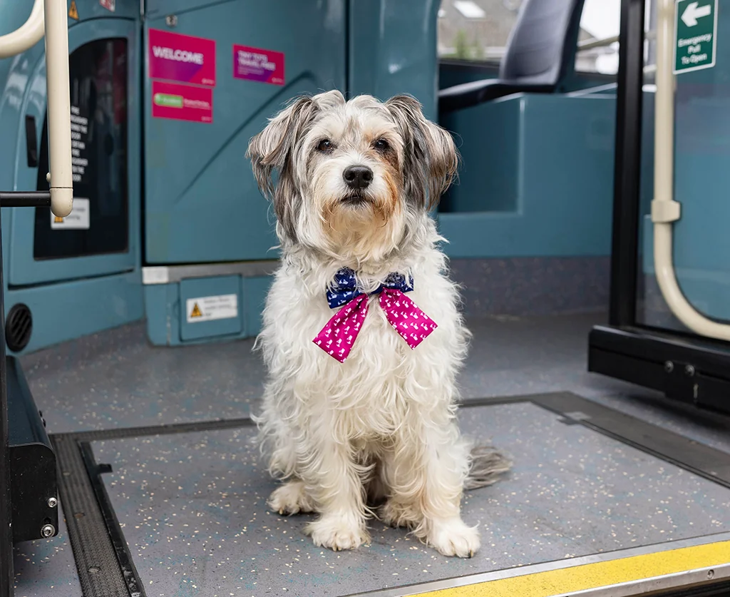 Dora the rescue Terrier, aged 9, modelling the Old Dogs, New Trips bow tie