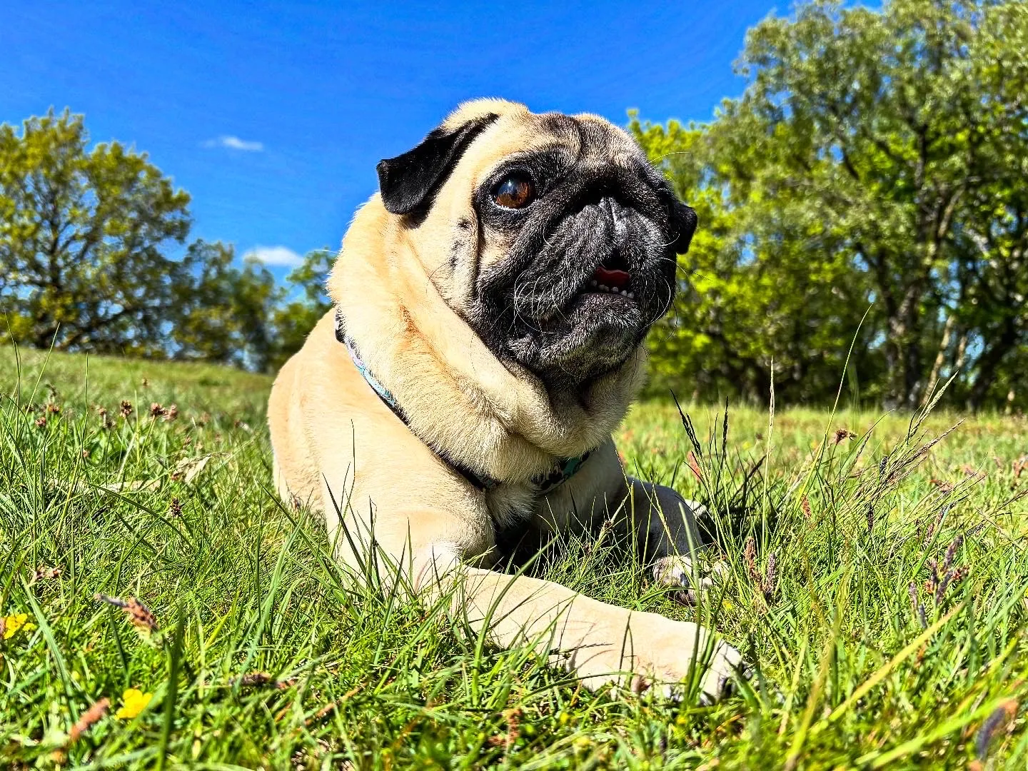 Justyna's 9-year-old Pug, Wafel