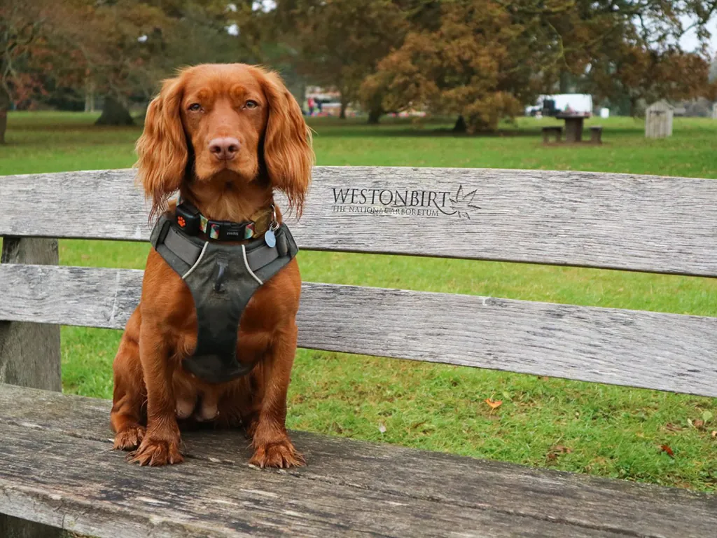 Frankie on a bench at Westonbirt Arboretum