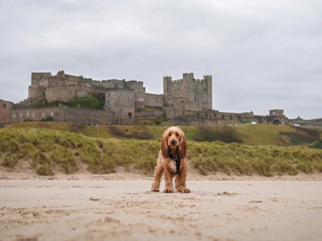 Alfie at Bamburgh Castle (picture courtesy of @lifewithmyspaniels)