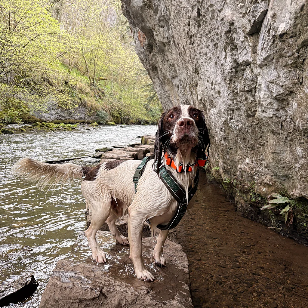 Chee Dale stepping stones