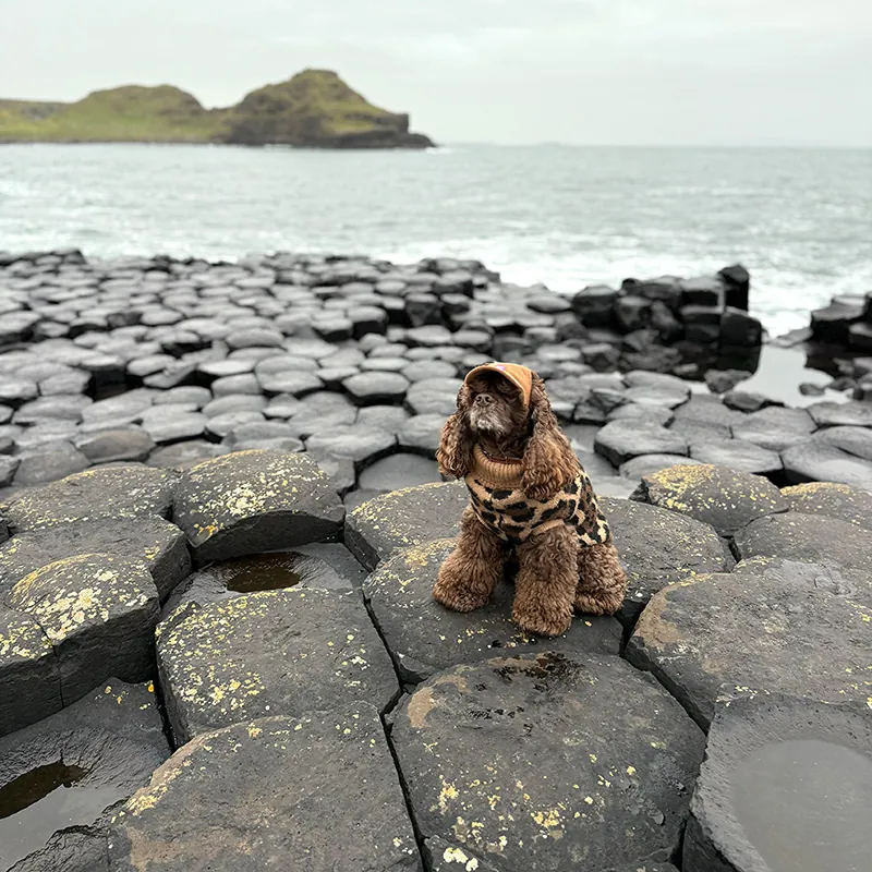 Jordan the Cocker Spaniel dressed snappily at the Giant's Causeway