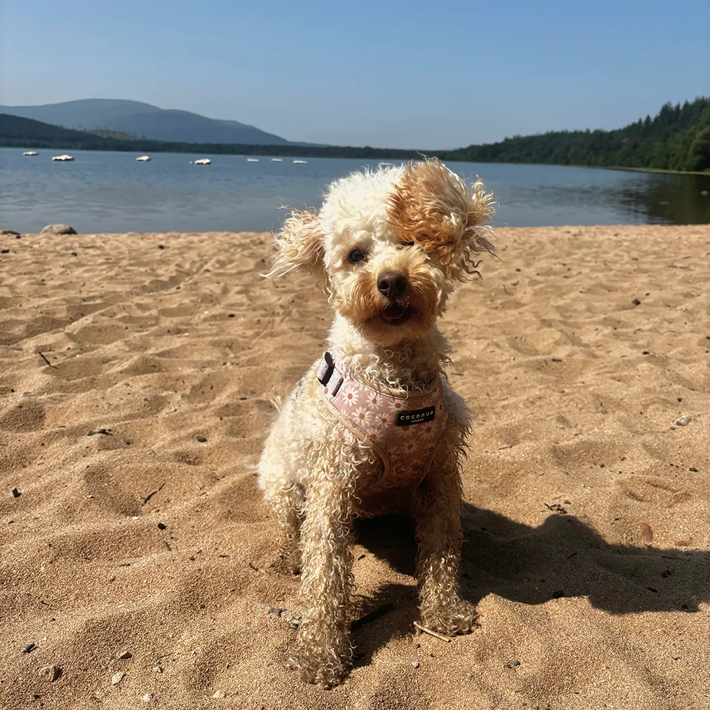 Morag the cavapoo at Loch Morlich (image courtesy of @moragthecavapoo)