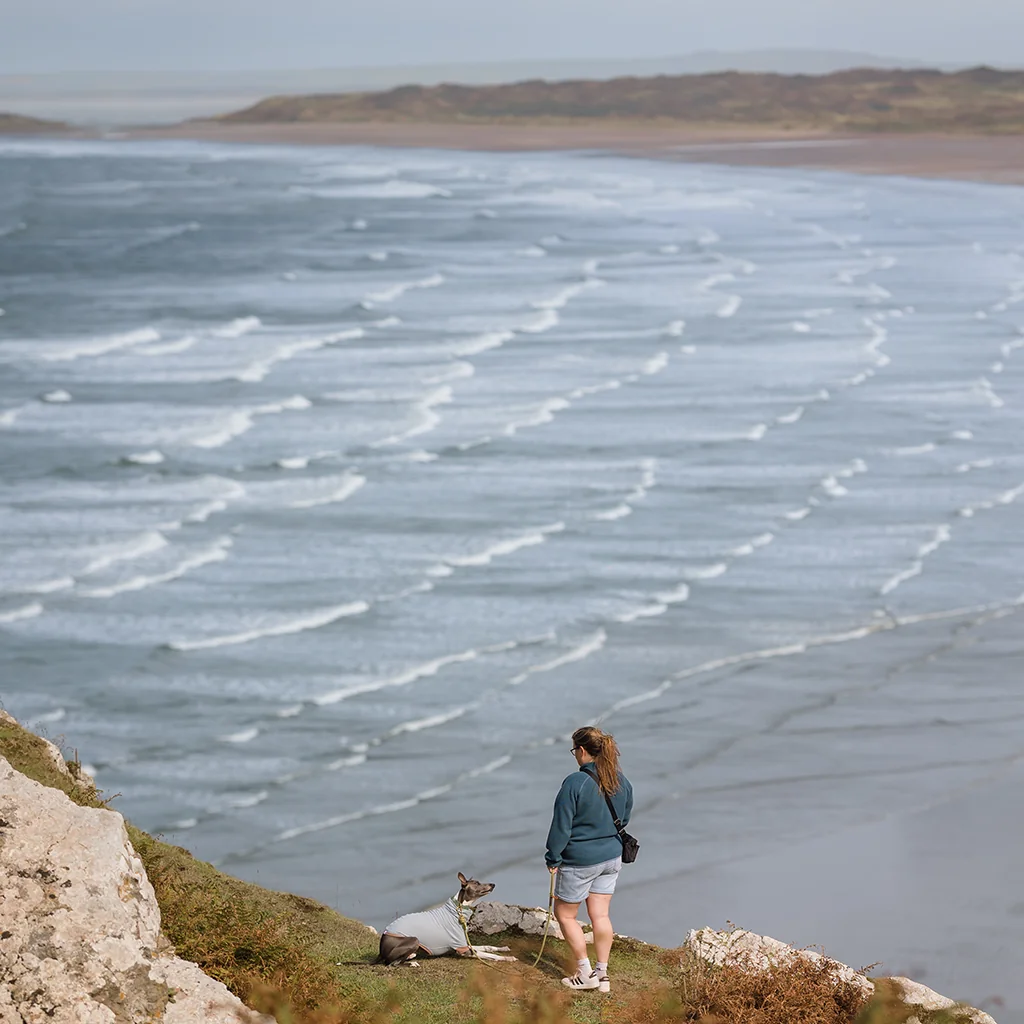 Nimble the Whippet and human at Rhossili Bay (picture courtesy of @thenimblewhippet)